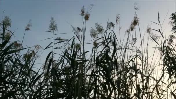 Silueta Siembra Hierba Bambú Verde Alta Primer Plano Contra Cielo — Vídeo de stock