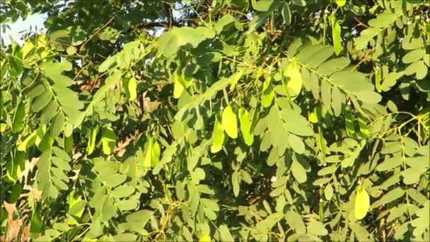 アンダルシアの村の南アメリカのティプの木 Tipuana Tipu の種鞘 — ストック動画