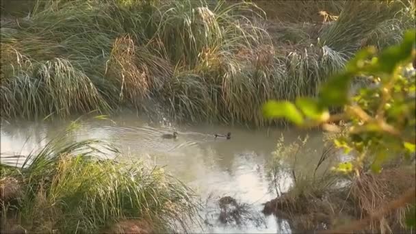 Ördek Drake Endülüs Güneşli Bir Gününde Aşırı Gelişmiş Nehirde Yüzüyor — Stok video
