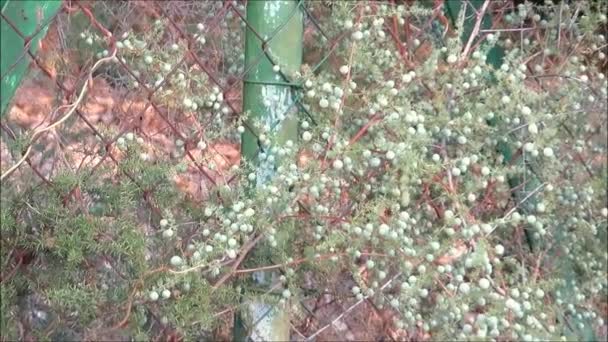 アンダルシアの田舎道の柵を通って成長する野生のアスパラ植物 — ストック動画
