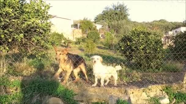 スペインのアンダルシア地方の写真家を吠える庭のワイヤーフェンスの後ろの3匹の犬 — ストック動画