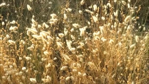 Дика Блискуча Трава Білим Насінням Росте Узбіччі Дороги Андалусії — стокове відео