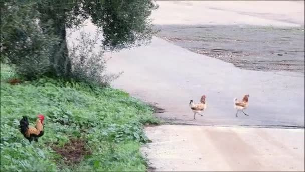 Endülüs Kırsalında Olgun Zeytin Ağaçlarıyla Otlaktaki Horoz Tavuklar — Stok video
