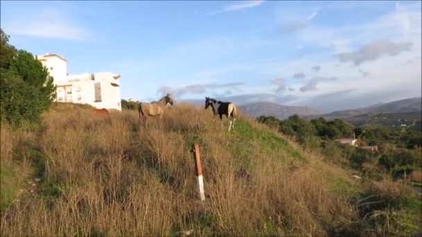 Cavalos Passeando Aterro Rural Manhã Rural Andaluz Sol — Vídeo de Stock