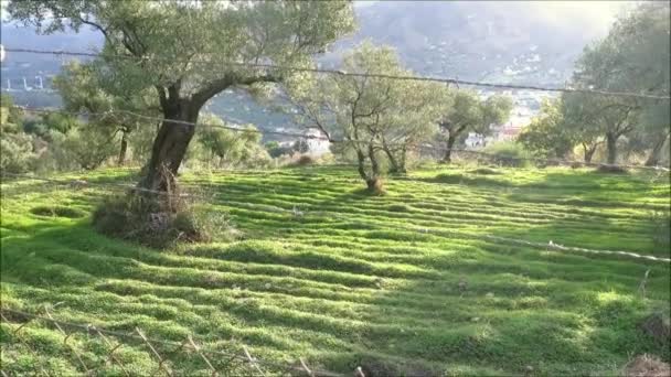 Sol Brillando Sobre Olivos Viejos Bosque Andalucía España — Vídeo de stock