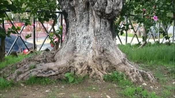 Oude Knoestige Olijfboom Andalusisch Dorpspark Spanje — Stockvideo