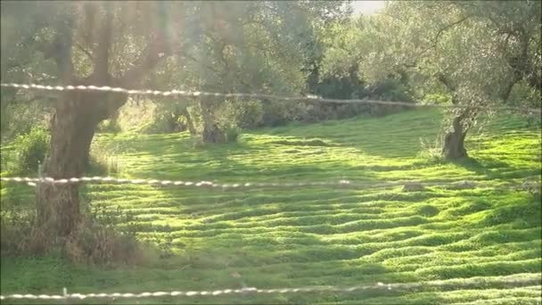 Endülüs Teki Koruda Eski Zeytin Ağaçlarında Parlayan Güneş Spanya — Stok video