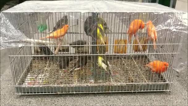 Bur Kanariefåglar Till Salu Bänk Andalusiska Byn Täckt Med Plastfolie — Stockvideo