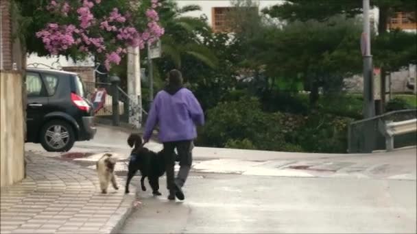 Alora Spanien November 2018 Människan Rastar Två Hundar Andalusiska Byn — Stockvideo