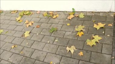 Endülüs Köyü 'nde sonbahar yaprakları asfaltta