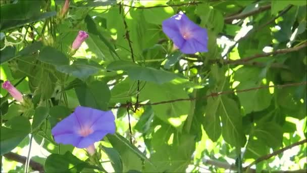 Azul Bindweed Flores Crescendo Atrás Arame Farpado Aldeia Andaluza — Vídeo de Stock