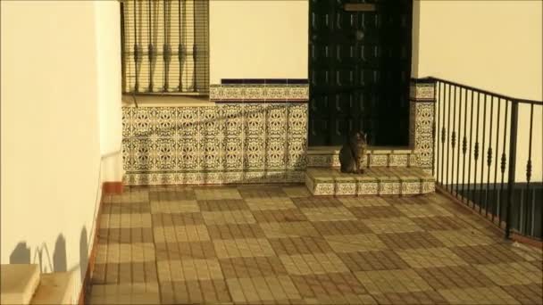 Gato Tabby Sentado Sol Puerta Casa Pueblo Andaluz Azulejos Con — Vídeos de Stock