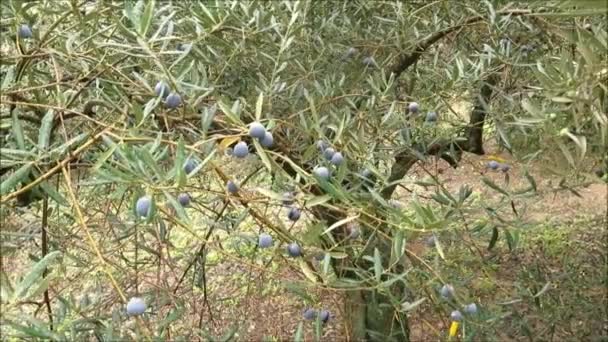 Olives Noires Bleues Laissées Derrière Après Première Récolte Pour Nourriture — Video