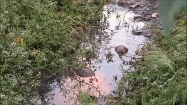 Endülüs kırsalında sığ atık su akıntısında kaplumbağa