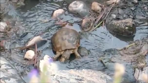 Черепаха Мілководді Річки Андалусії — стокове відео