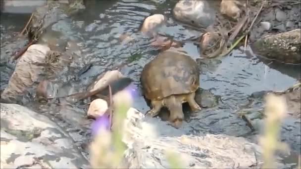 Tartaruga Águas Residuais Rasas Zona Rural Andaluzia — Vídeo de Stock