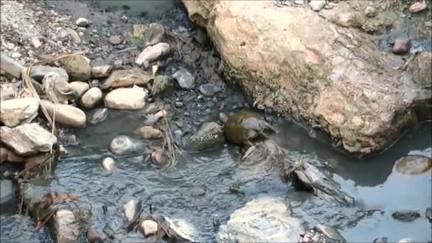 Черепаха Неглубокой Сточных Водах Андалусии — стоковое видео