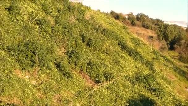 Fiori Gialli Primaverili Nel Verde Prato Andaluso Sotto Sole Invernale — Video Stock