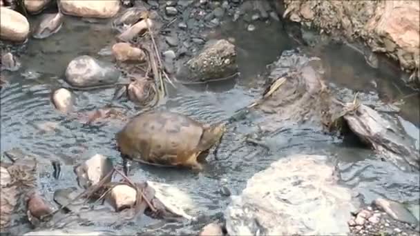 Черепаха Неглубокой Сточных Водах Андалусии — стоковое видео