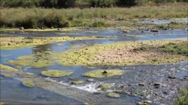 Endülüs, İspanya 'da yosun yeşili sığ Rio Grande manzarası