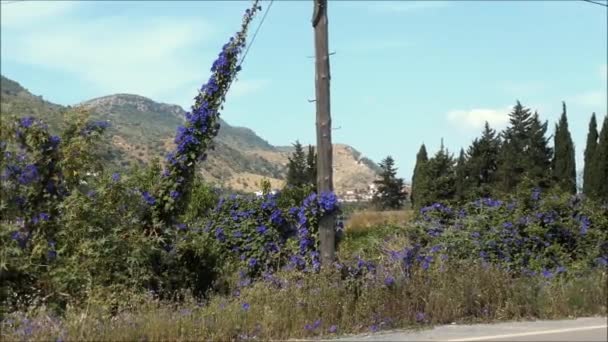 Blauwe Bindweed Bloemen Groeien Heg Het Landelijke Andalusië Met Bergachtige — Stockvideo