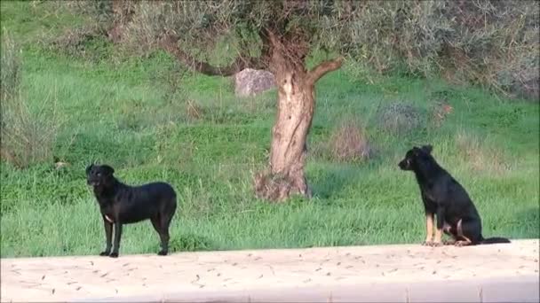 Kóbor Kutyák Sétáló Országutak Dél Andalúziában Spanyolország — Stock videók