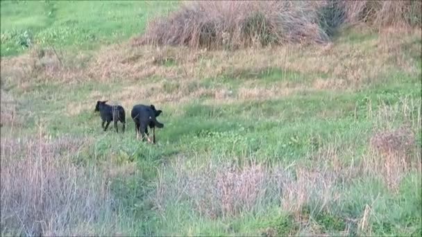 Herrelösa Hundar Som Vandrar Landsbygden Södra Andalusien Spanien — Stockvideo