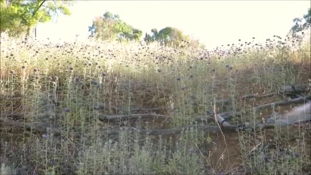 Blauwe Wilde Lentebloemen Droge Andalusische Weide Felle Zon — Stockvideo