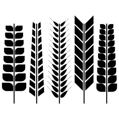 Çeşitli buğday dalları seti. Beyaz arkaplanda siyah siluetler, vektör illüstrasyonu.