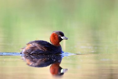 Küçük yunus kuşu Perkozek 'i kapat