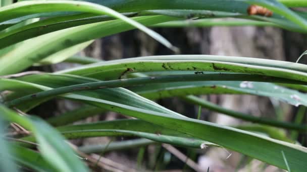 Hormigas negras sobre la hoja verde en la selva tropical . — Vídeos de Stock