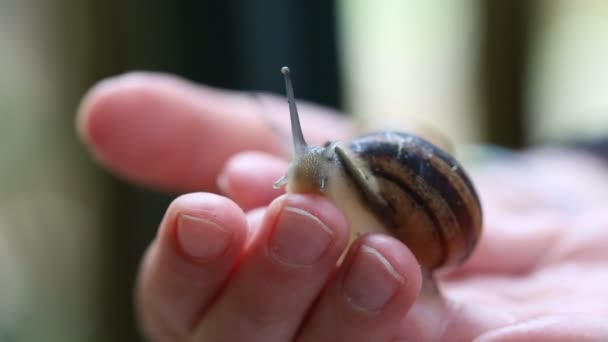 El caracol grande en las manos del niño — Vídeos de Stock