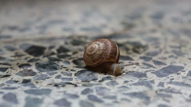 L'escargot rampe sur le sol en pierre 