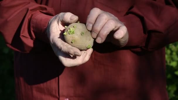 古い男の手の植わることのための持株ジャガイモ — ストック動画