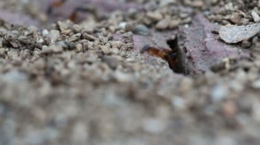 Birlikte çalışan siyah ve kırmızı karıncalar