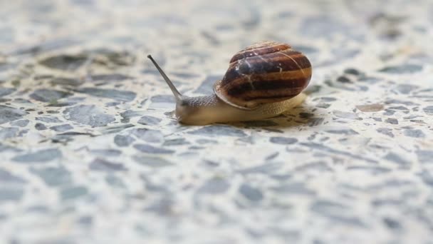The snail is crawling on the stone floor — Stock Video