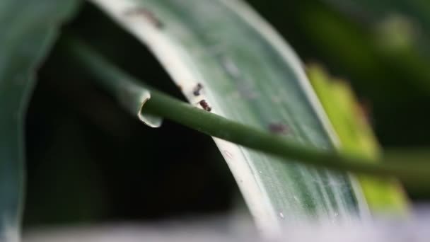 Zwarte mieren op het groene blad in tropisch regenwoud. — Stockvideo