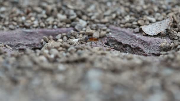 Black and red Ants working together — Stock Video