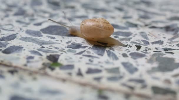 O caracol está rastejando no chão de pedra — Vídeo de Stock