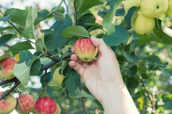 Kırmızı olgun elma elma ağacından toplama bir kadın eli