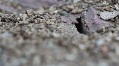 Birlikte çalışan siyah ve kırmızı karıncalar