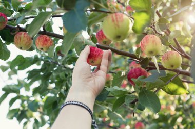 Kırmızı olgun elma elma ağacından toplama bir kadın eli