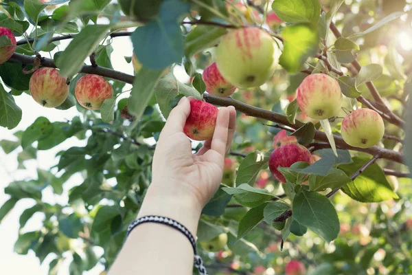 Kırmızı olgun elma elma ağacından toplama bir kadın eli