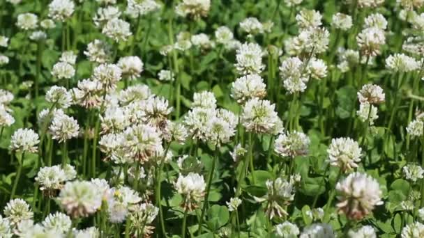 Macro shot of honey bee crawling on head of clover flower, collecting nectar. — Stock Video