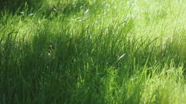 Hermosa Hierba Verde Joven Macro Shot Plantas Verdes Soplando Viento — Vídeo de stock