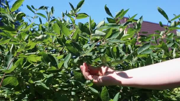 Cueillette chèvrefeuille de la brousse dans le jardin — Video