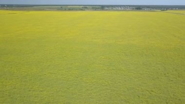 Sarı çiçekli yeşil alanın üzerinde uçan