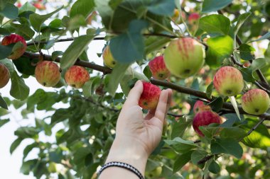 Kırmızı olgun elma elma ağacından toplama bir kadın eli