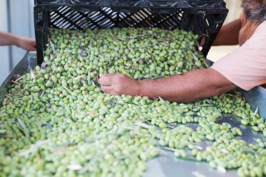 Olgun yeşil zeytin sıralama