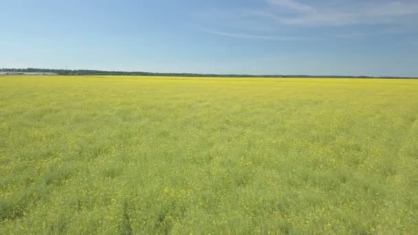 Політ над зеленим полем з жовтими квітами — стокове відео